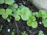 Hepatica nobilis