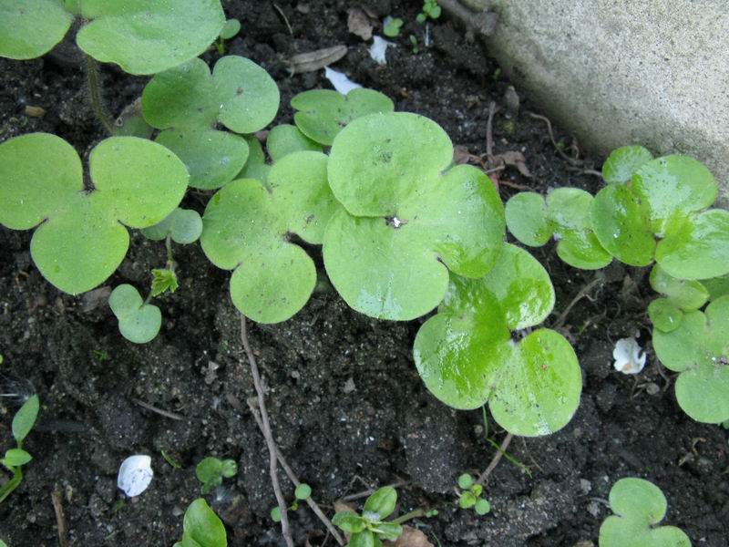 Изображение особи Hepatica nobilis.