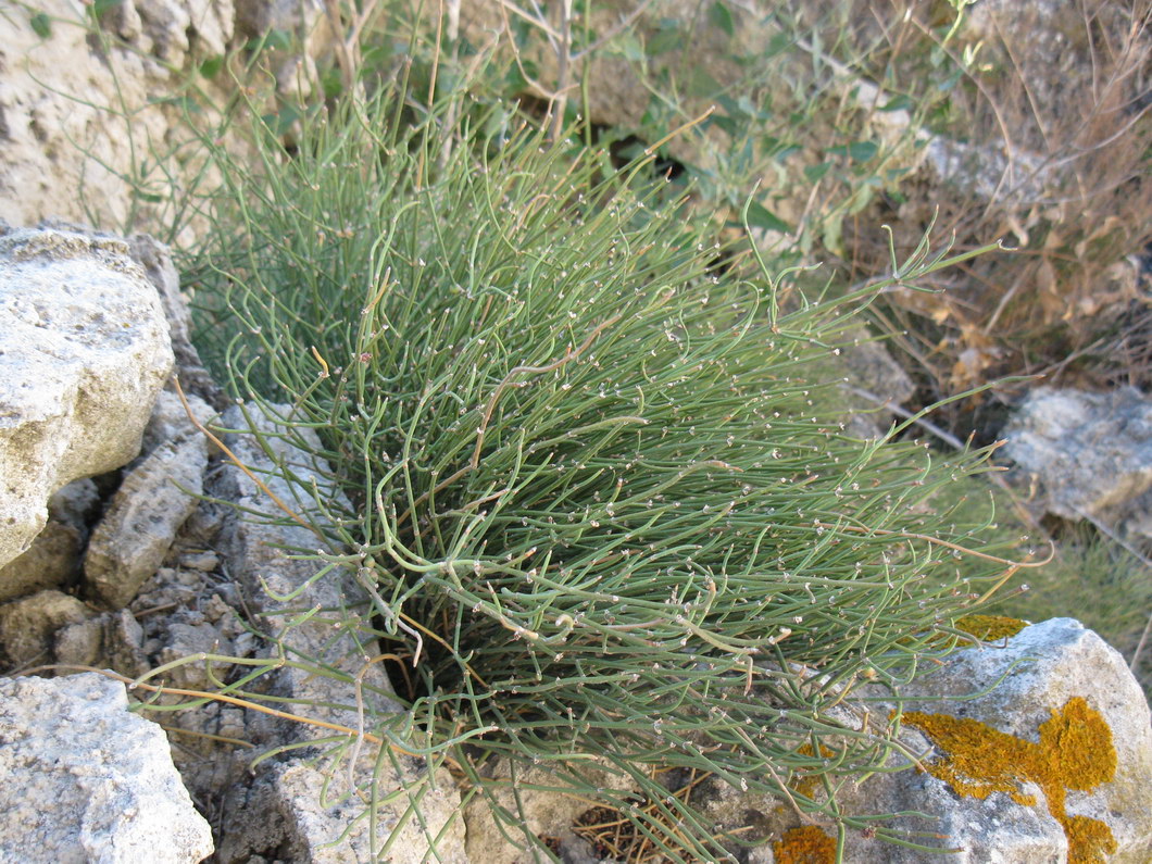 Image of Ephedra distachya specimen.