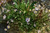 Tripolium pannonicum
