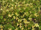 Clematis serratifolia
