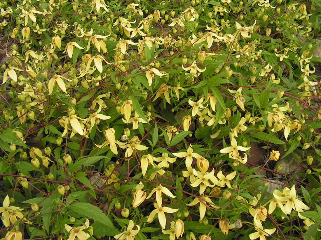 Image of Clematis serratifolia specimen.