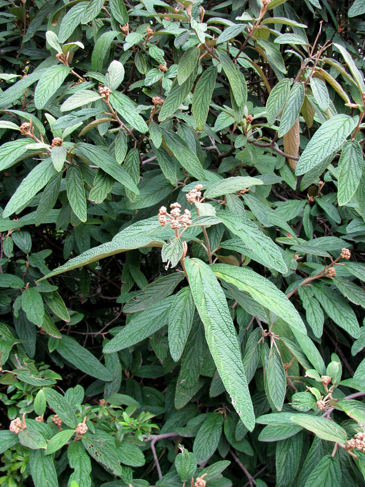 Image of Viburnum rhytidophyllum specimen.