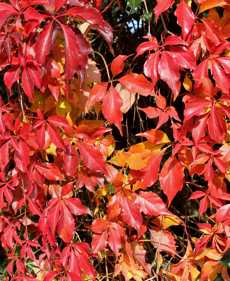 Image of Parthenocissus quinquefolia specimen.