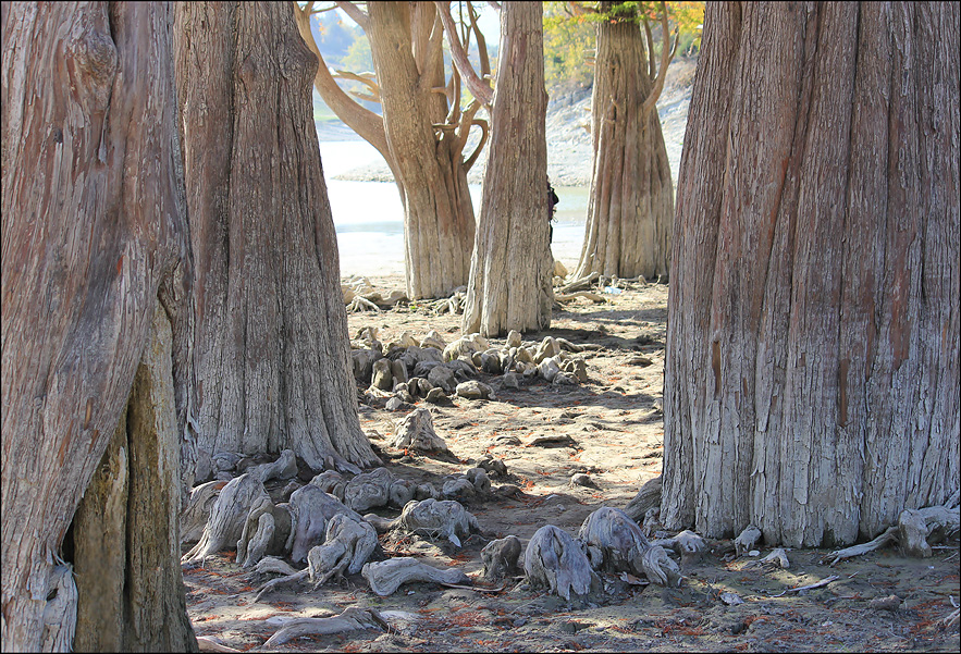 Image of Taxodium distichum specimen.