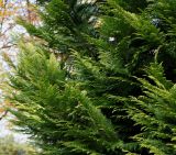 Cupressus &times; leylandii