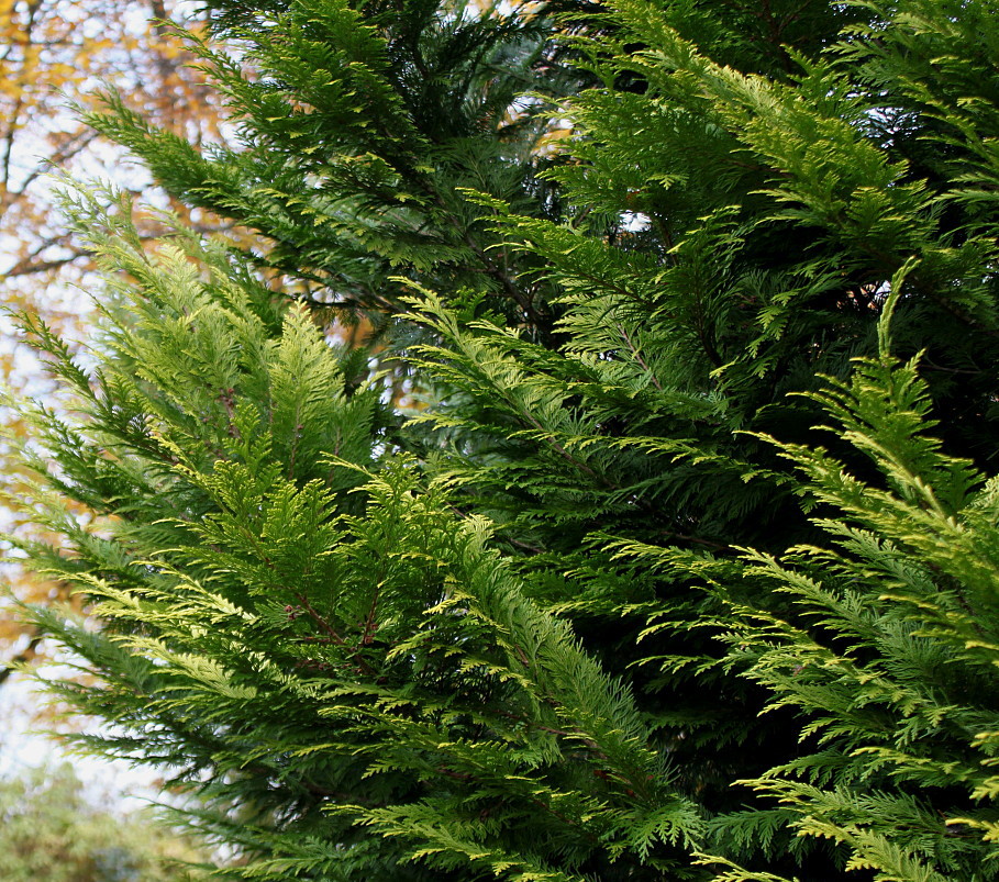 Изображение особи Cupressus × leylandii.