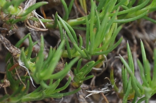 Image of Minuartia hirsuta ssp. falcata specimen.