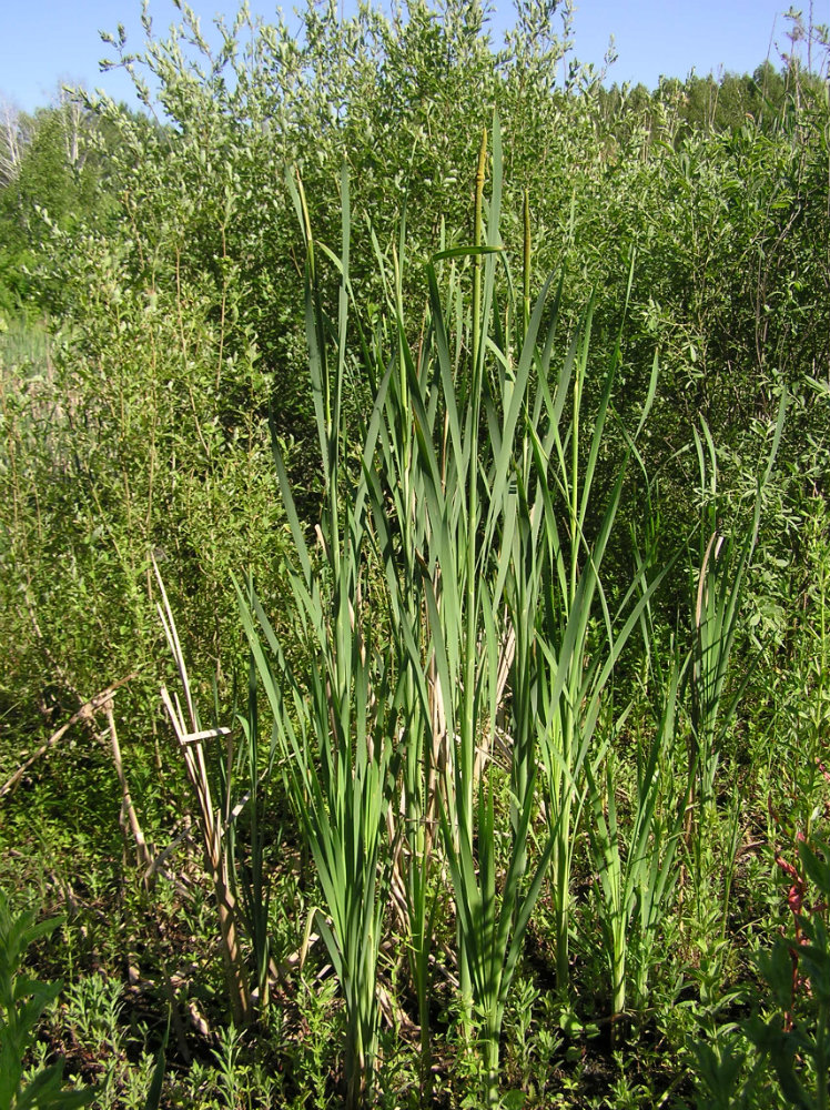 Image of Typha latifolia specimen.