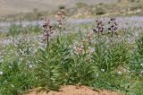 Fritillaria persica