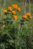 Trollius kytmanovii