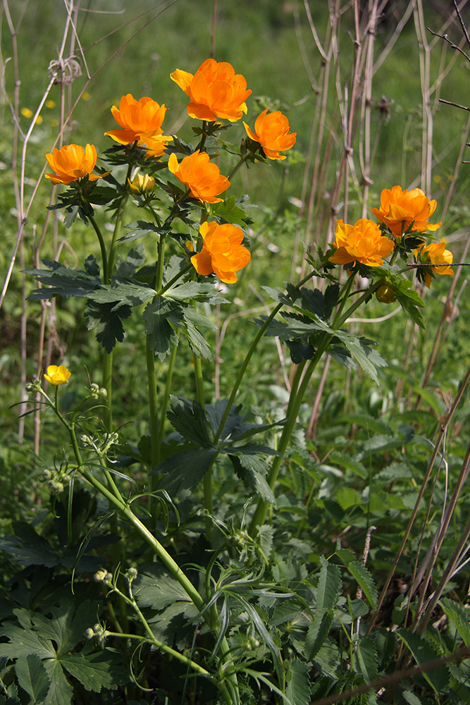 Изображение особи Trollius kytmanovii.