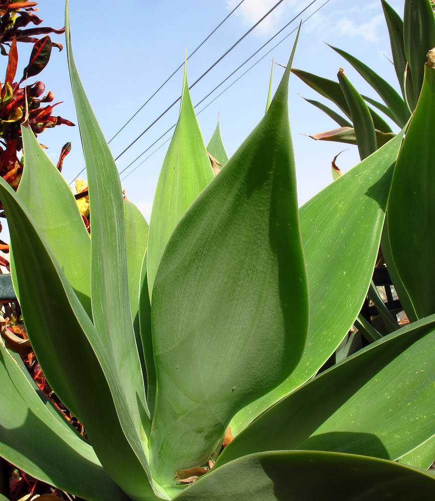 Image of Agave attenuata specimen.