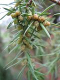 Image of taxon representative. Author is Наталия Шульц