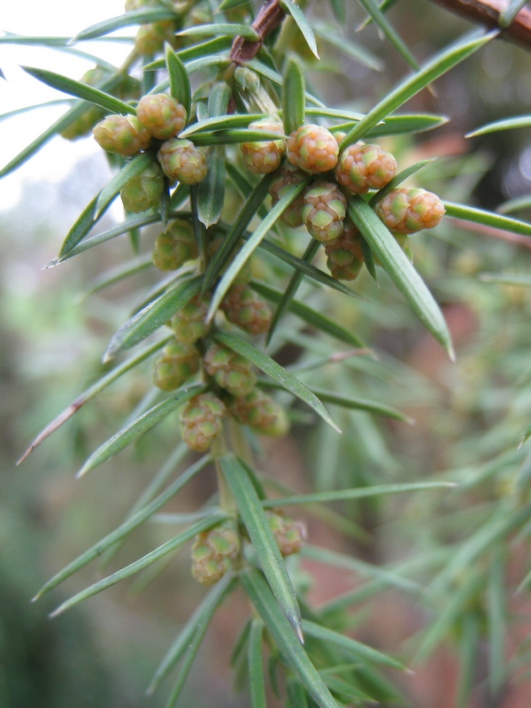 Изображение особи Juniperus communis.