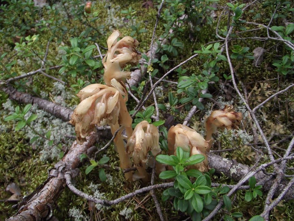 Image of Hypopitys monotropa specimen.