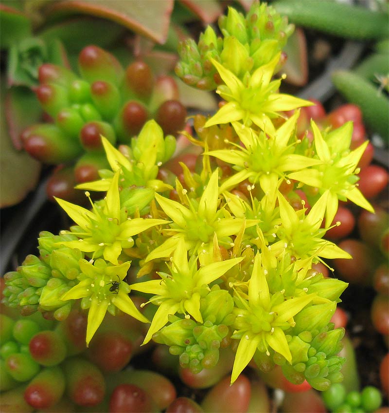 Изображение особи Sedum rubrotinctum.