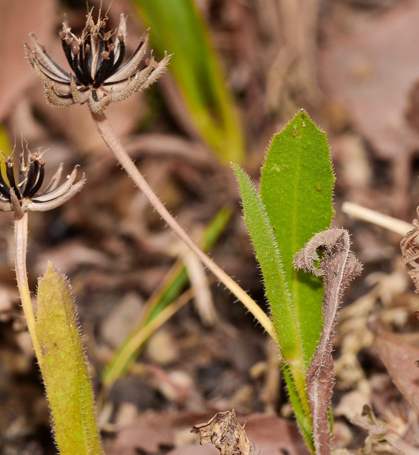 Image of Hedypnois rhagadioloides specimen.