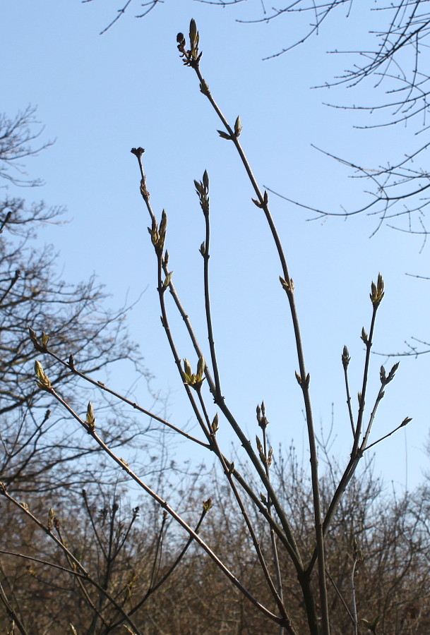 Изображение особи Syringa yunnanensis.