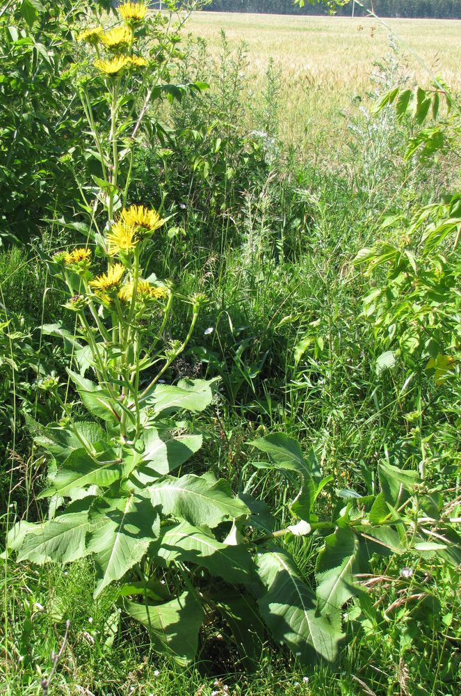 Изображение особи Inula helenium.