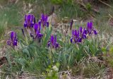 Iris glaucescens