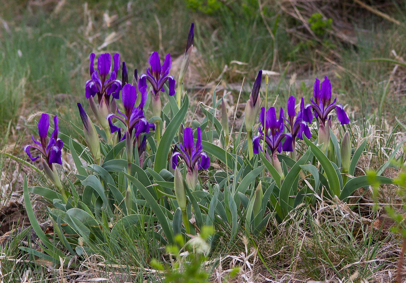 Изображение особи Iris glaucescens.