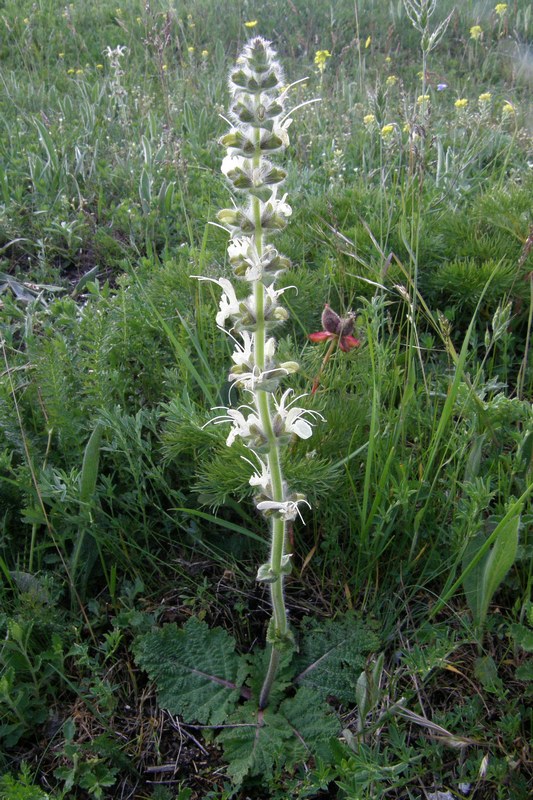 Image of Salvia austriaca specimen.