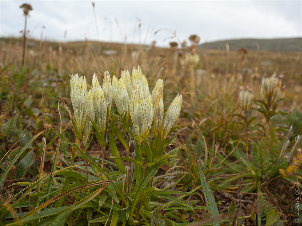 Изображение особи Gentiana algida.