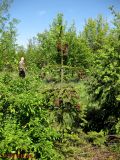 Picea abies. Плодоносящее дерево (высотой в рост человека, посажено в 1999 г. на степном участке, происходит из Карпатского региона). Украина, Черкасская обл., Каневский р-н, РЛП \"Трахтемиров\". 9 мая 2013 г.
