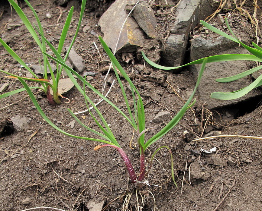 Изображение особи Allium spirale.