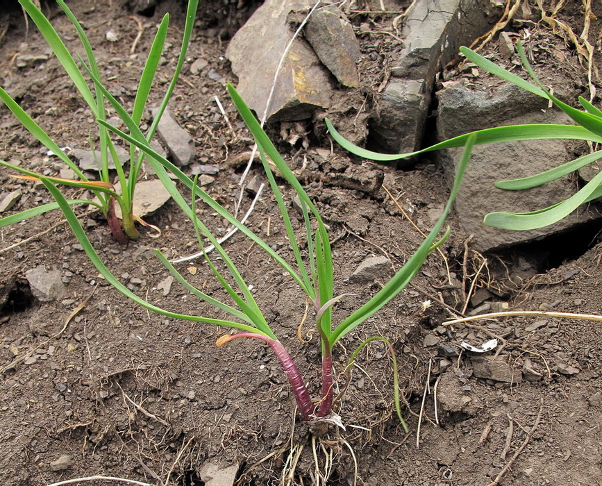 Image of Allium spirale specimen.