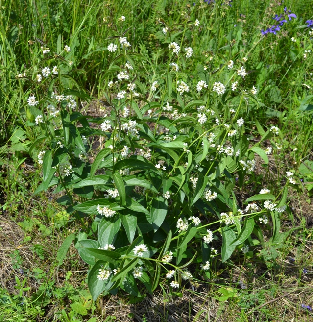 Image of Vincetoxicum hirundinaria specimen.