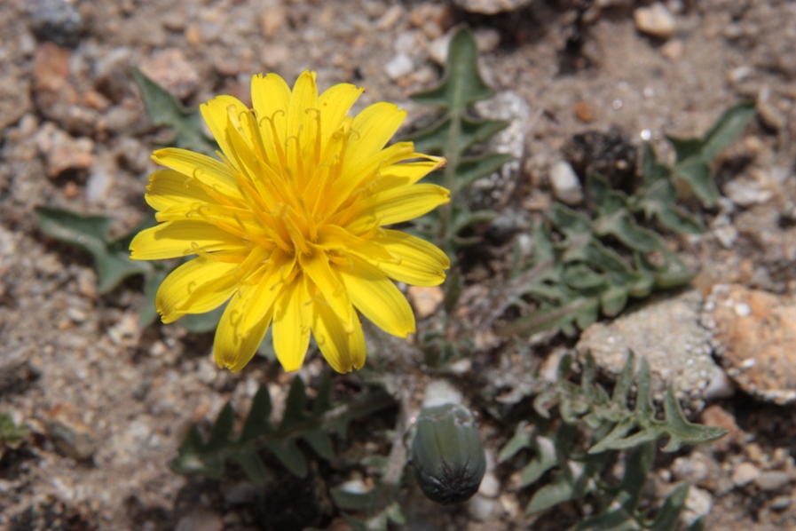 Изображение особи Taraxacum dissectum.