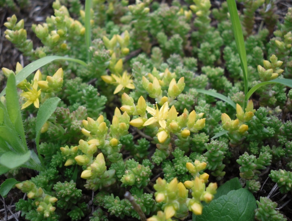 Изображение особи Sedum acre.