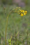 Crepis praemorsa