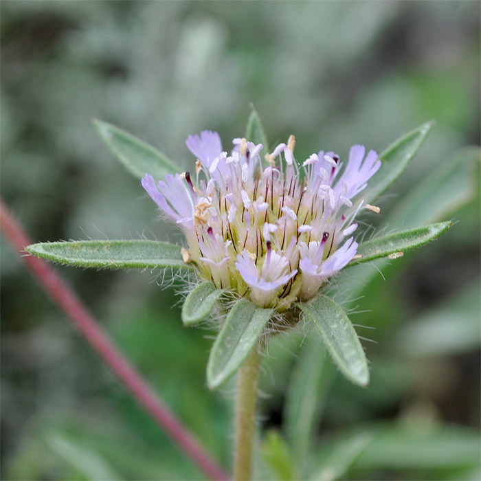 Изображение особи Lomelosia rotata.