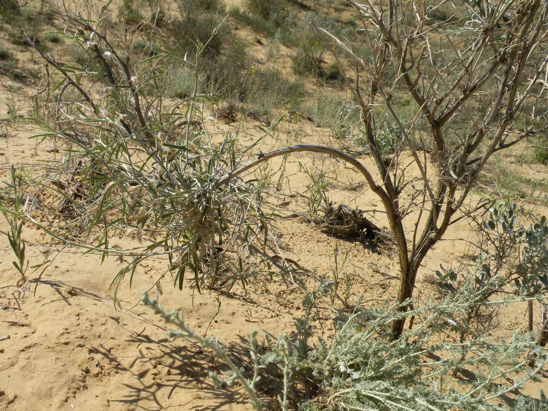 Image of Astragalus ammodendron specimen.