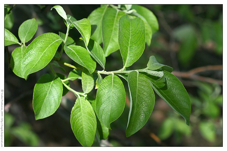 Image of Salix caprea specimen.