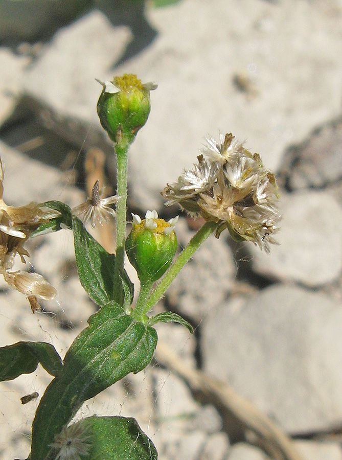 Image of Galinsoga quadriradiata specimen.
