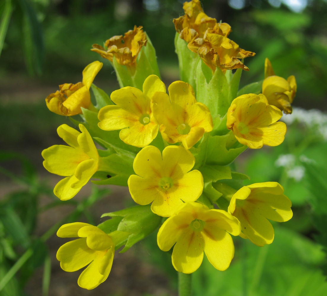 Изображение особи Primula macrocalyx.