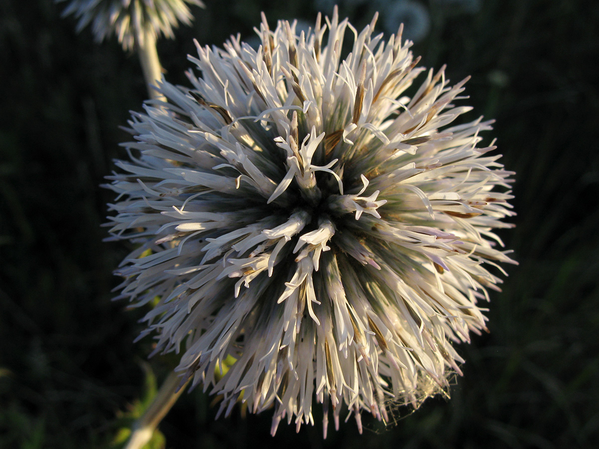 Изображение особи Echinops sphaerocephalus.