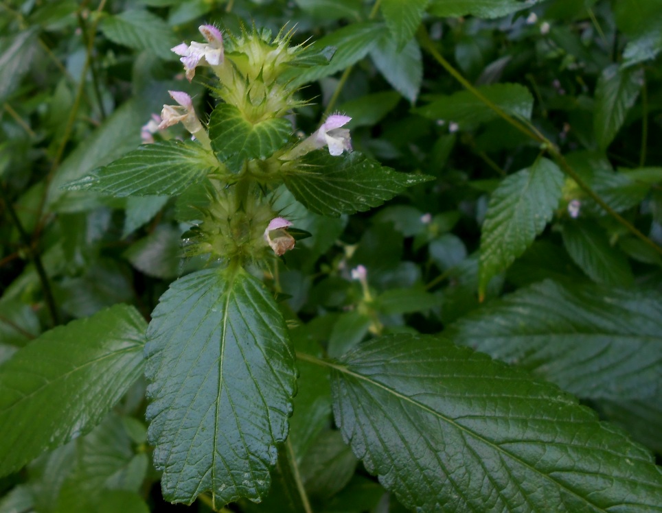 Изображение особи Galeopsis bifida.