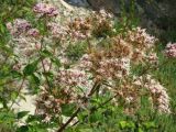 Eupatorium cannabinum