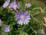Lactuca tatarica