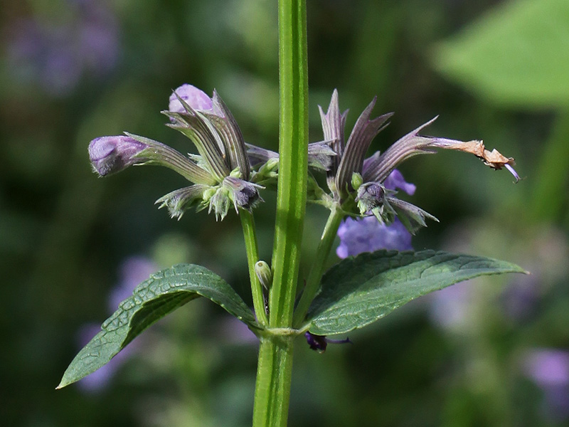 Image of Nepeta grandiflora specimen.