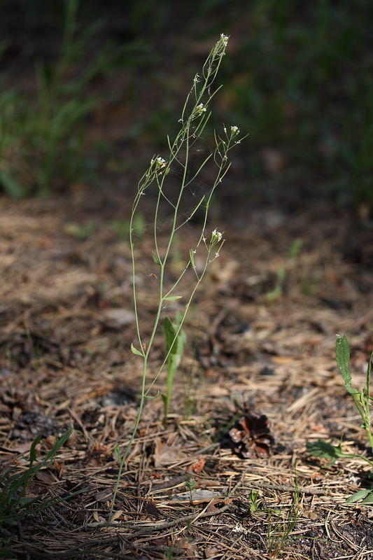 Изображение особи Arabidopsis thaliana.