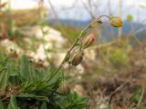 Helianthemum ovatum. Верхушка побега с нераспустившимся соцветием. Краснодарский край, г. Новороссийск, мыс Шесхарис, прибрежный склон Маркотхского хребта. 08.09.2013.