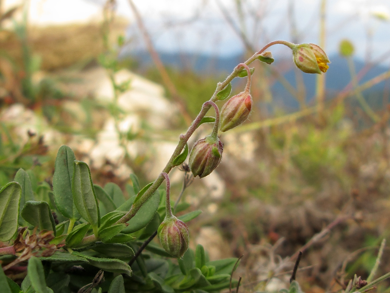 Image of Helianthemum ovatum specimen.