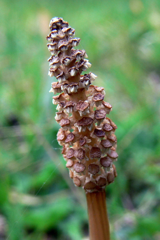 Image of Equisetum arvense specimen.