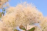 Cotinus coggygria